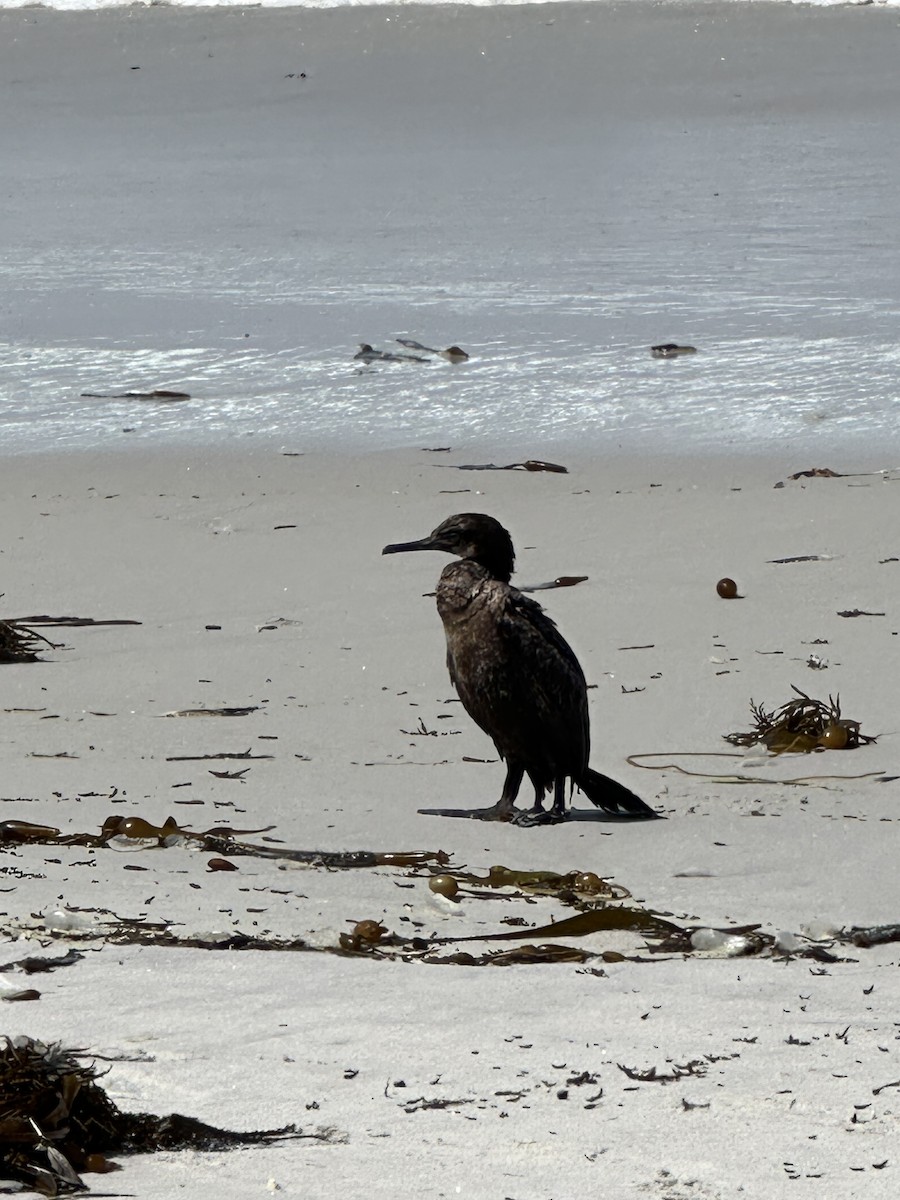 cormorant sp. - ML619529953
