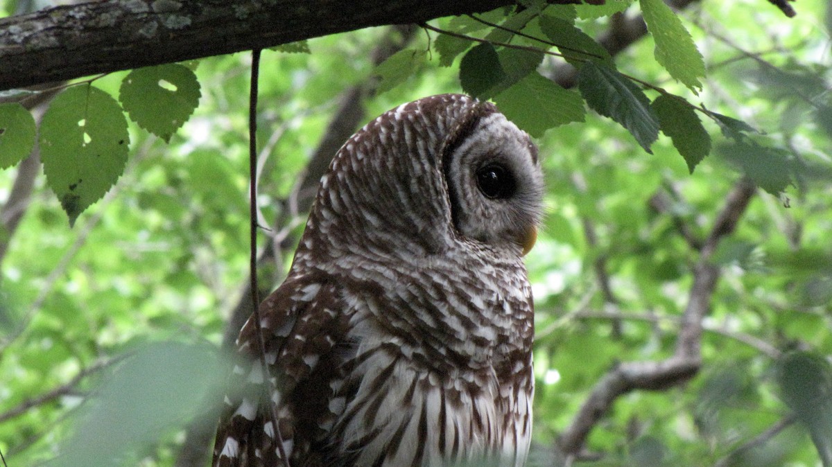 Barred Owl - ML619529975