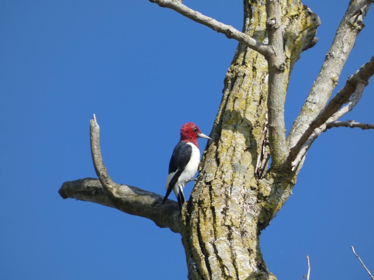 Red-headed Woodpecker - ML619530022