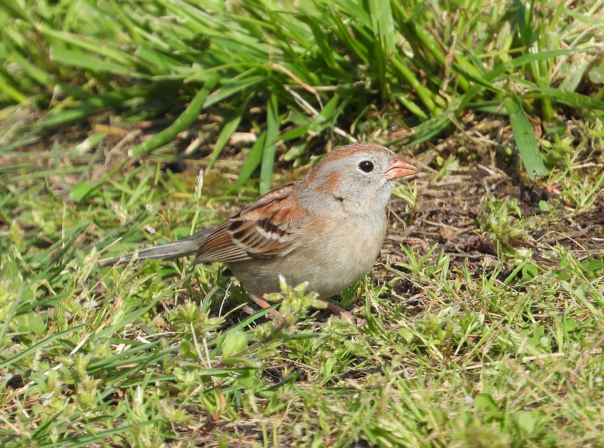 Field Sparrow - ML619530026