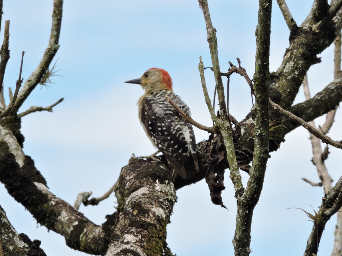 Red-crowned Woodpecker - ML619530027