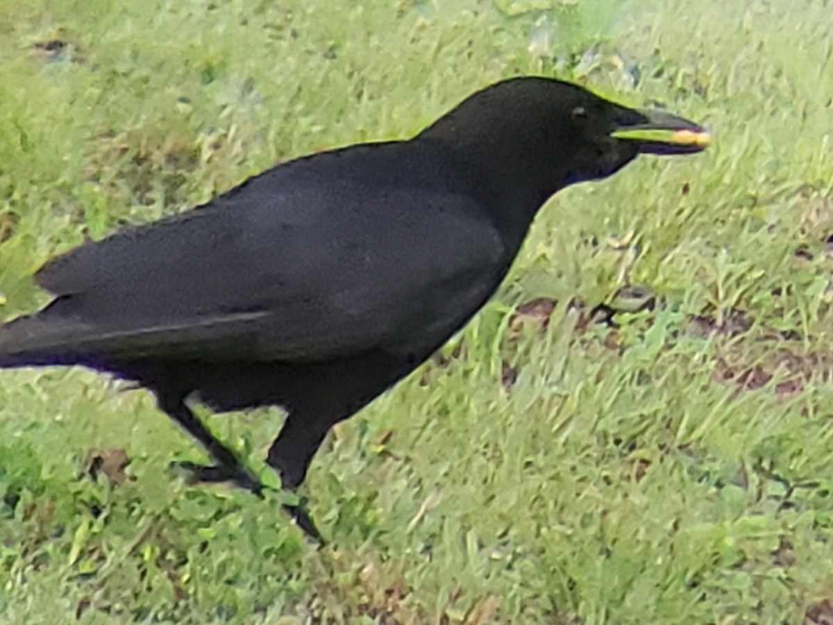 American Crow - ML619530029