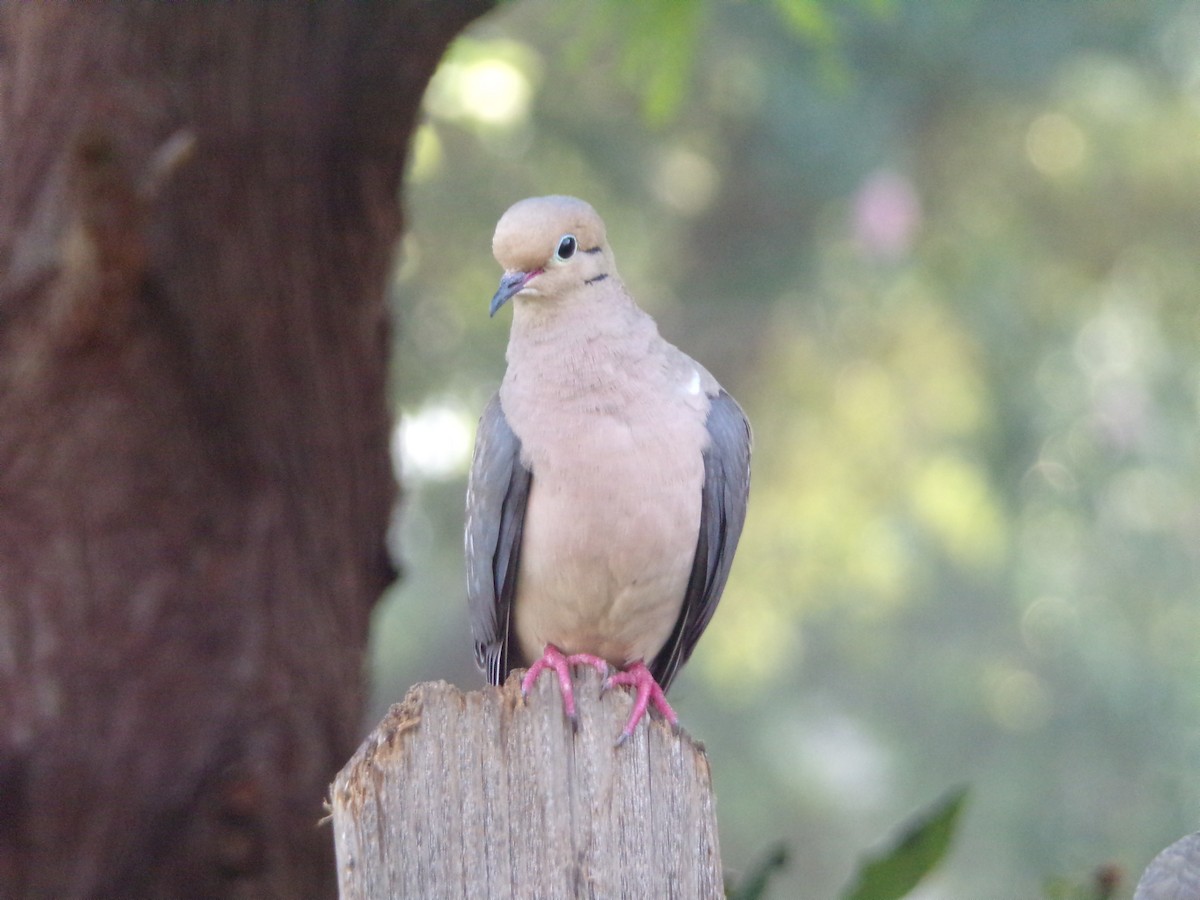 Mourning Dove - ML619530047