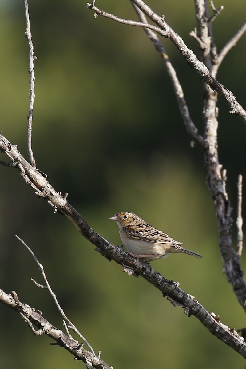 Grasshopper Sparrow - ML619530100