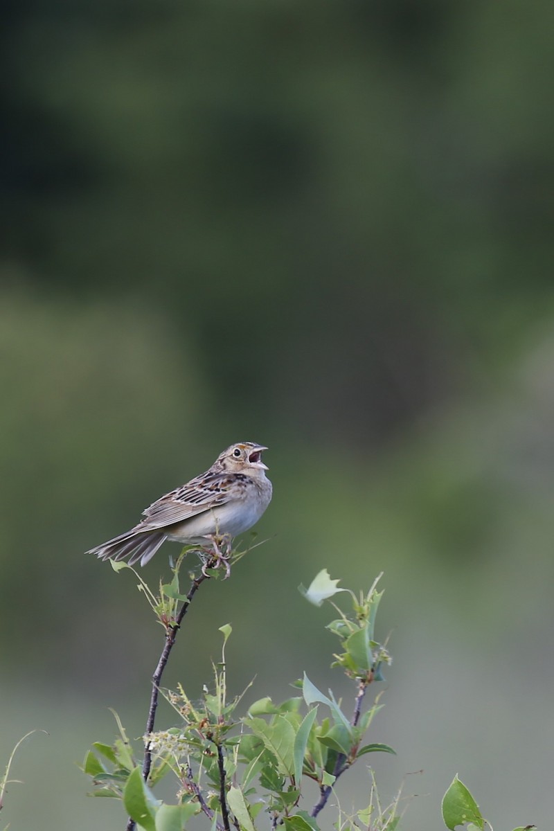 Grasshopper Sparrow - ML619530101