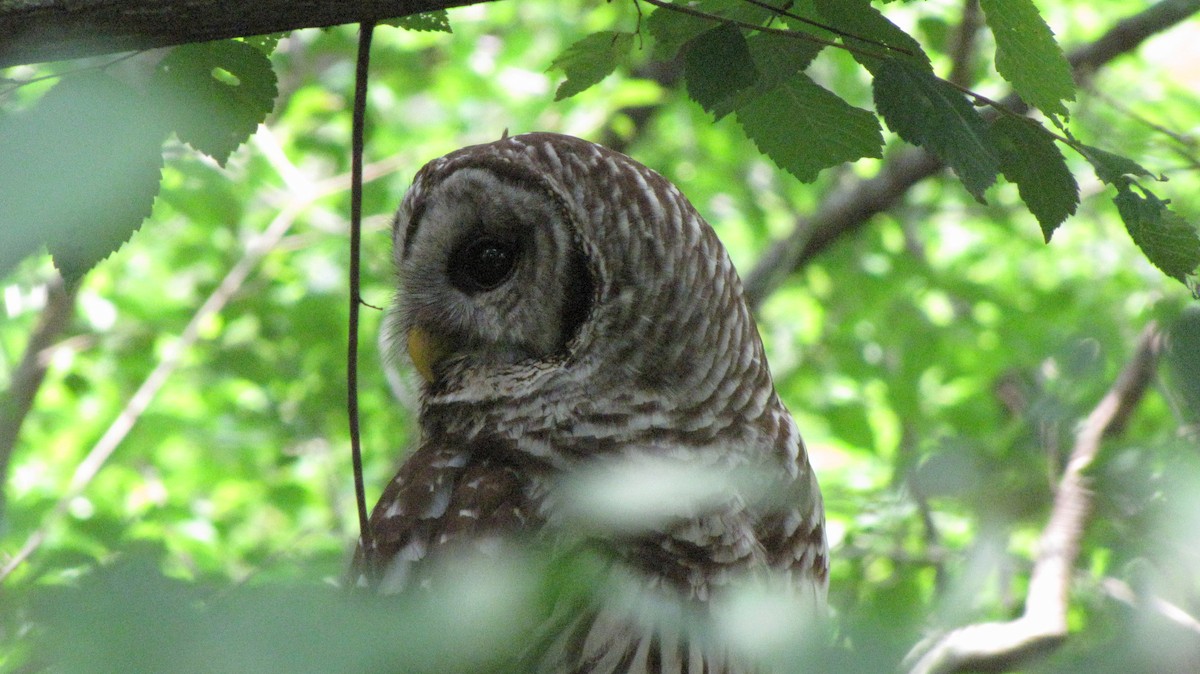 Barred Owl - ML619530138