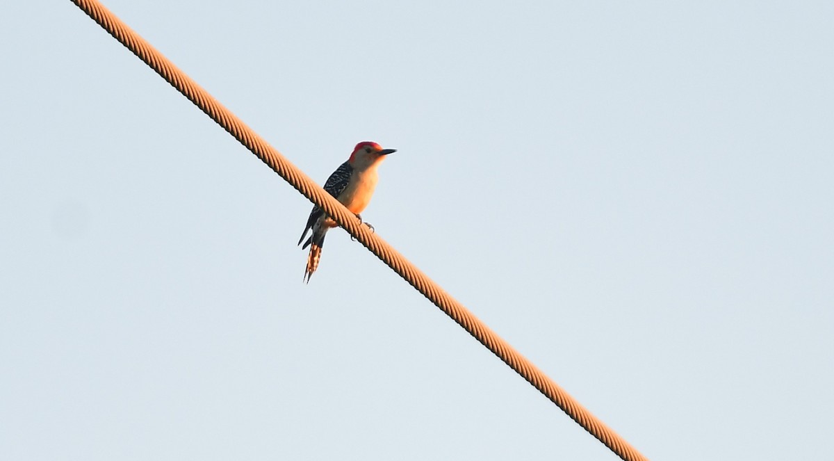 Red-bellied Woodpecker - ML619530142
