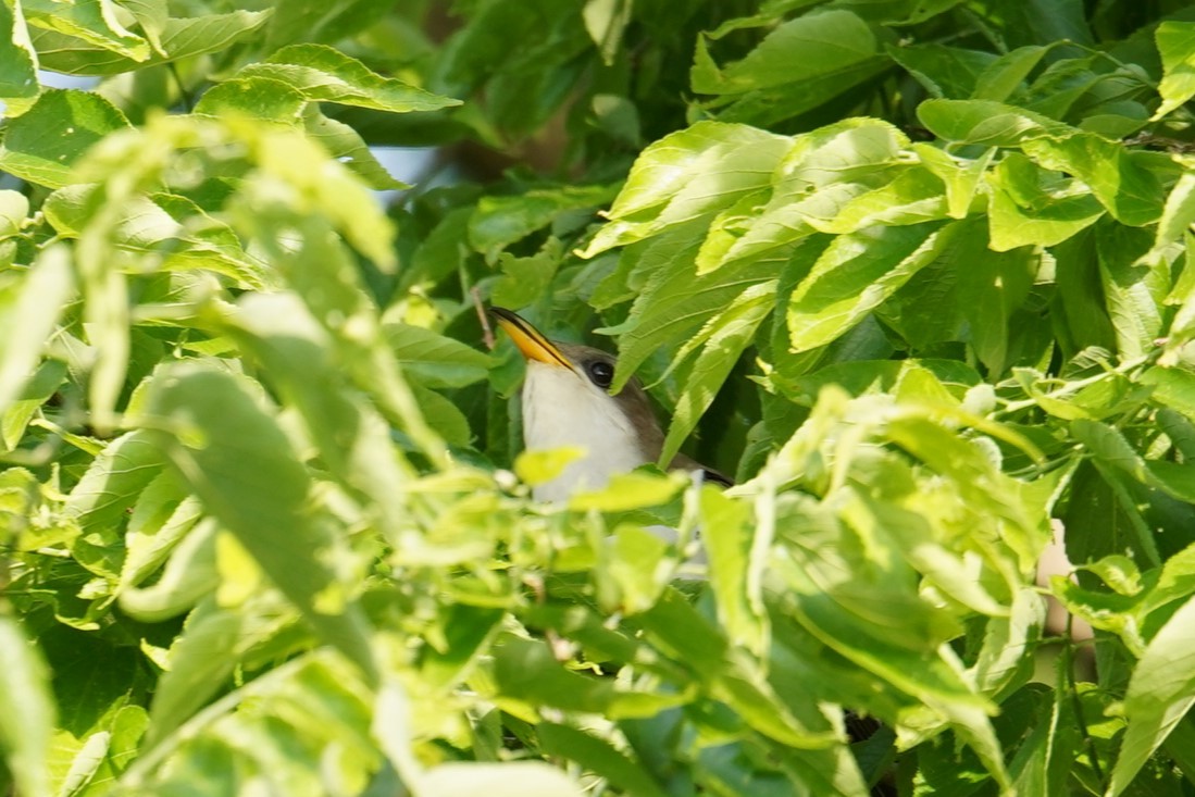 Yellow-billed Cuckoo - ML619530151