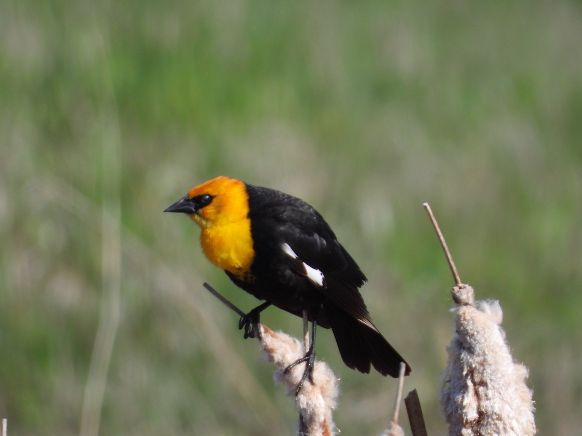 Yellow-headed Blackbird - ML619530152