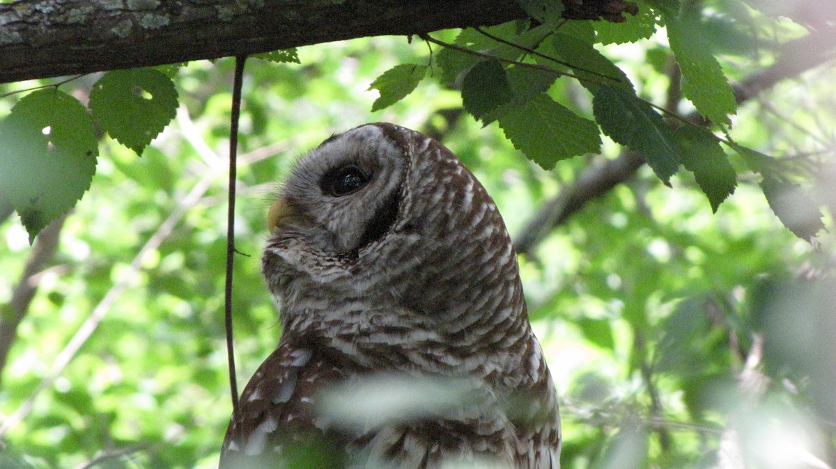 Barred Owl - ML619530169
