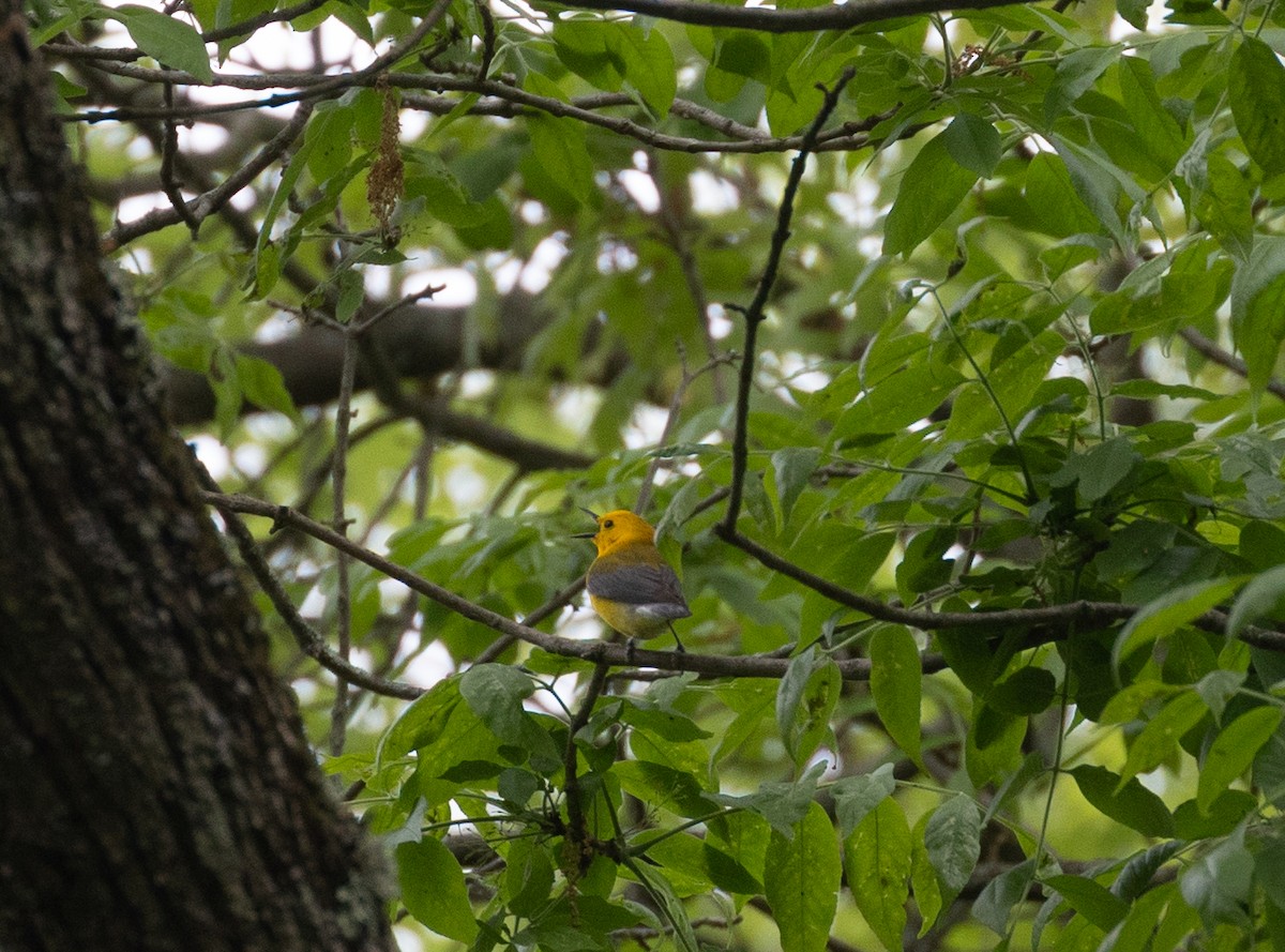 Prothonotary Warbler - ML619530234