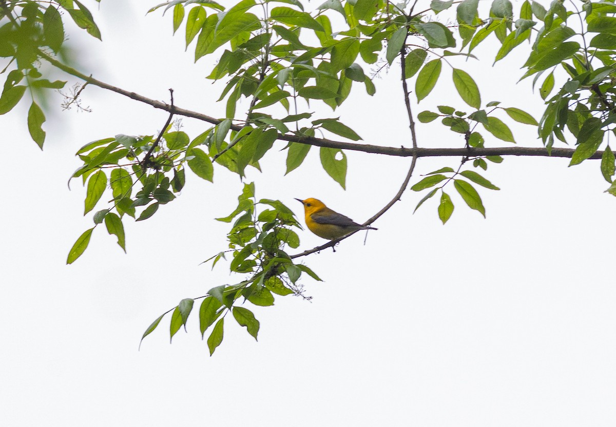 Prothonotary Warbler - ML619530235