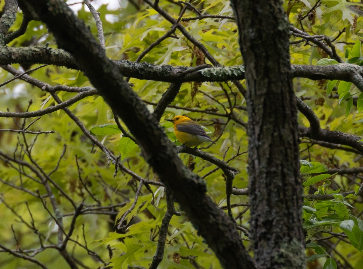 Prothonotary Warbler - ML619530236