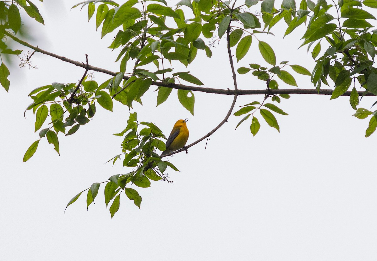 Prothonotary Warbler - ML619530237