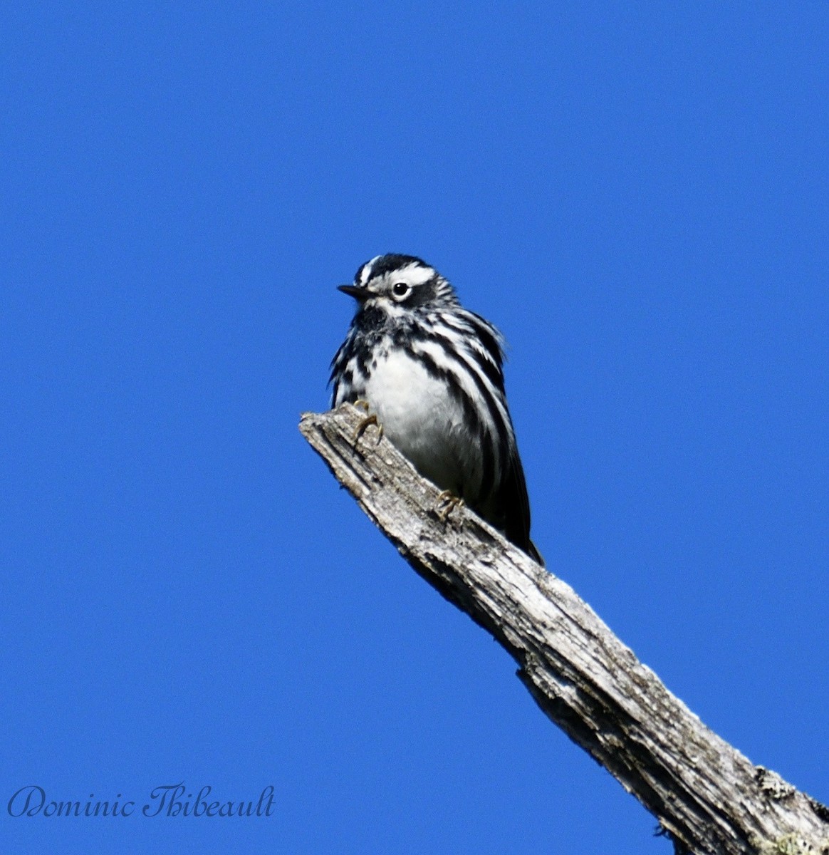 Black-and-white Warbler - ML619530238