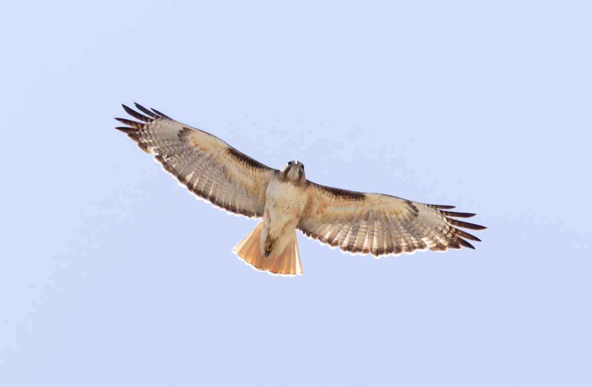 Red-tailed Hawk - ML619530298