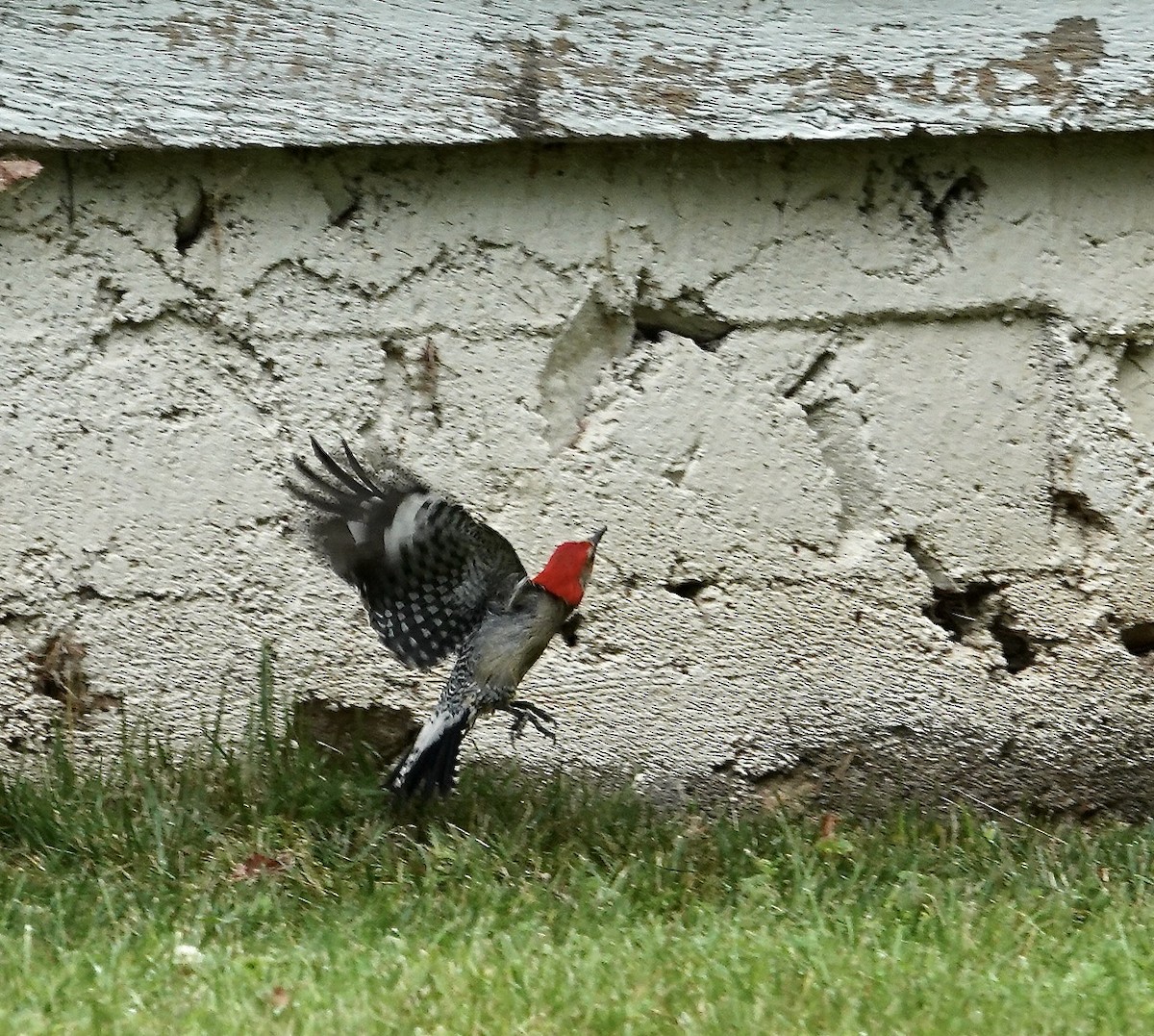 Red-bellied Woodpecker - ML619530320