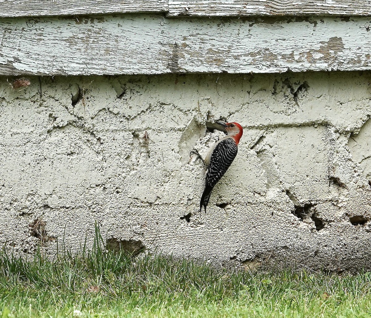 Red-bellied Woodpecker - ML619530321