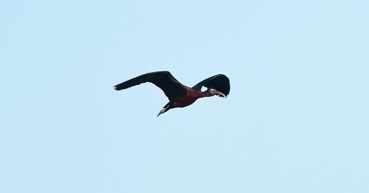ibis hnědý - ML619530329
