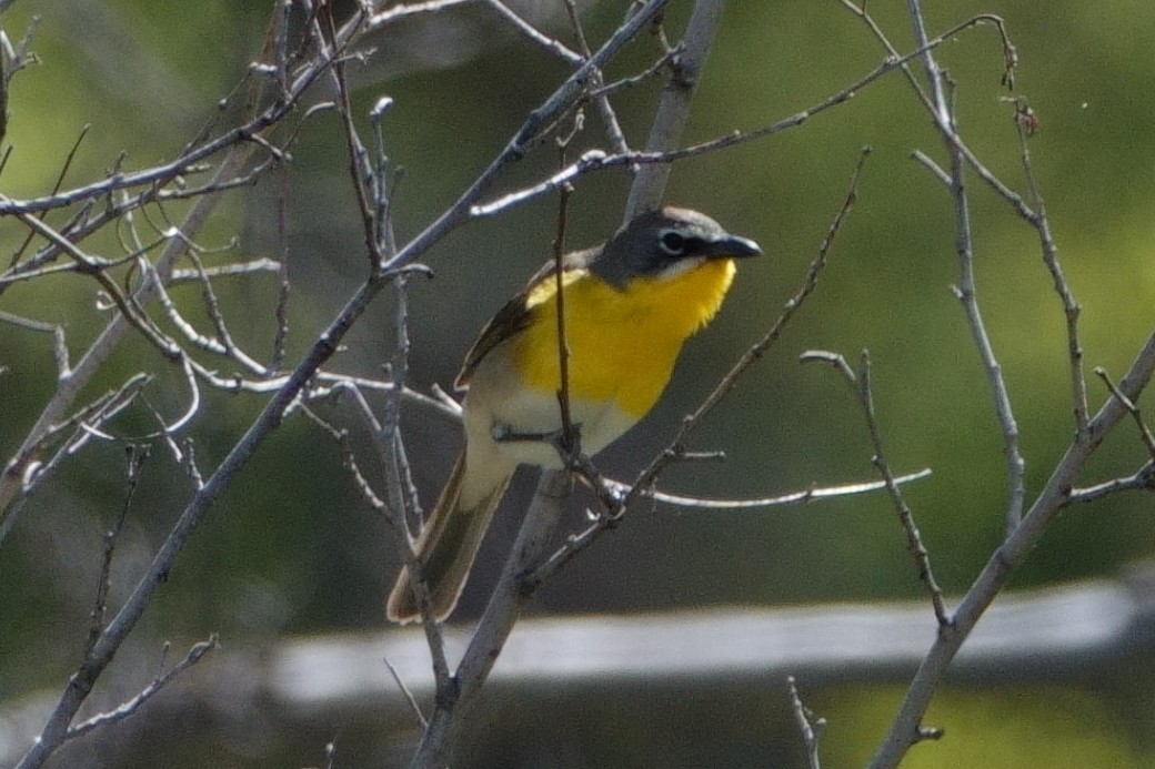 Yellow-breasted Chat - ML619530374
