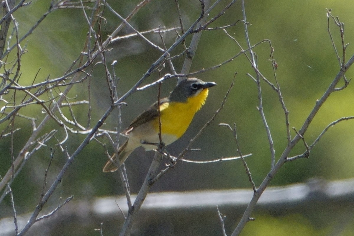 Yellow-breasted Chat - ML619530375