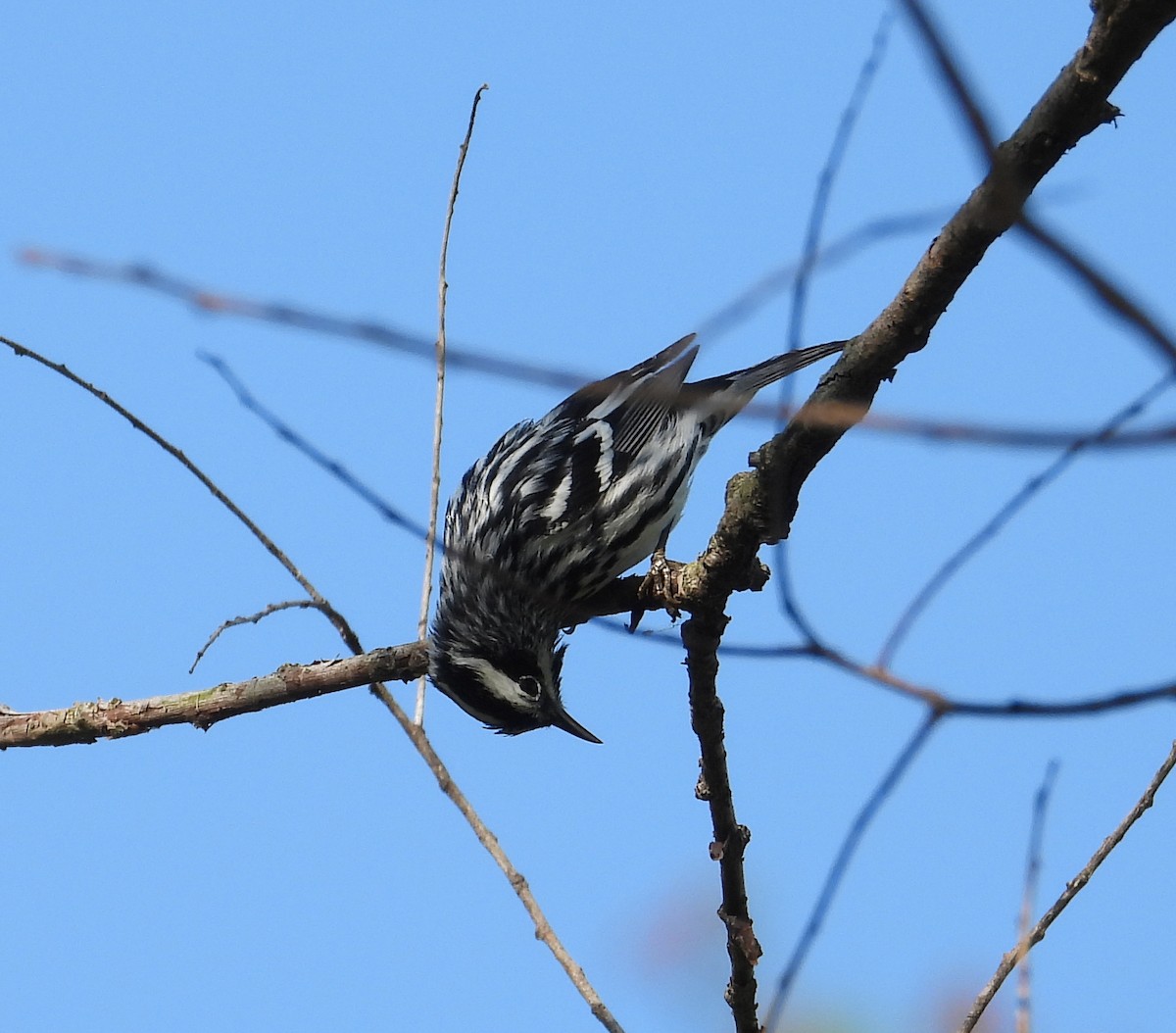 Black-and-white Warbler - ML619530424