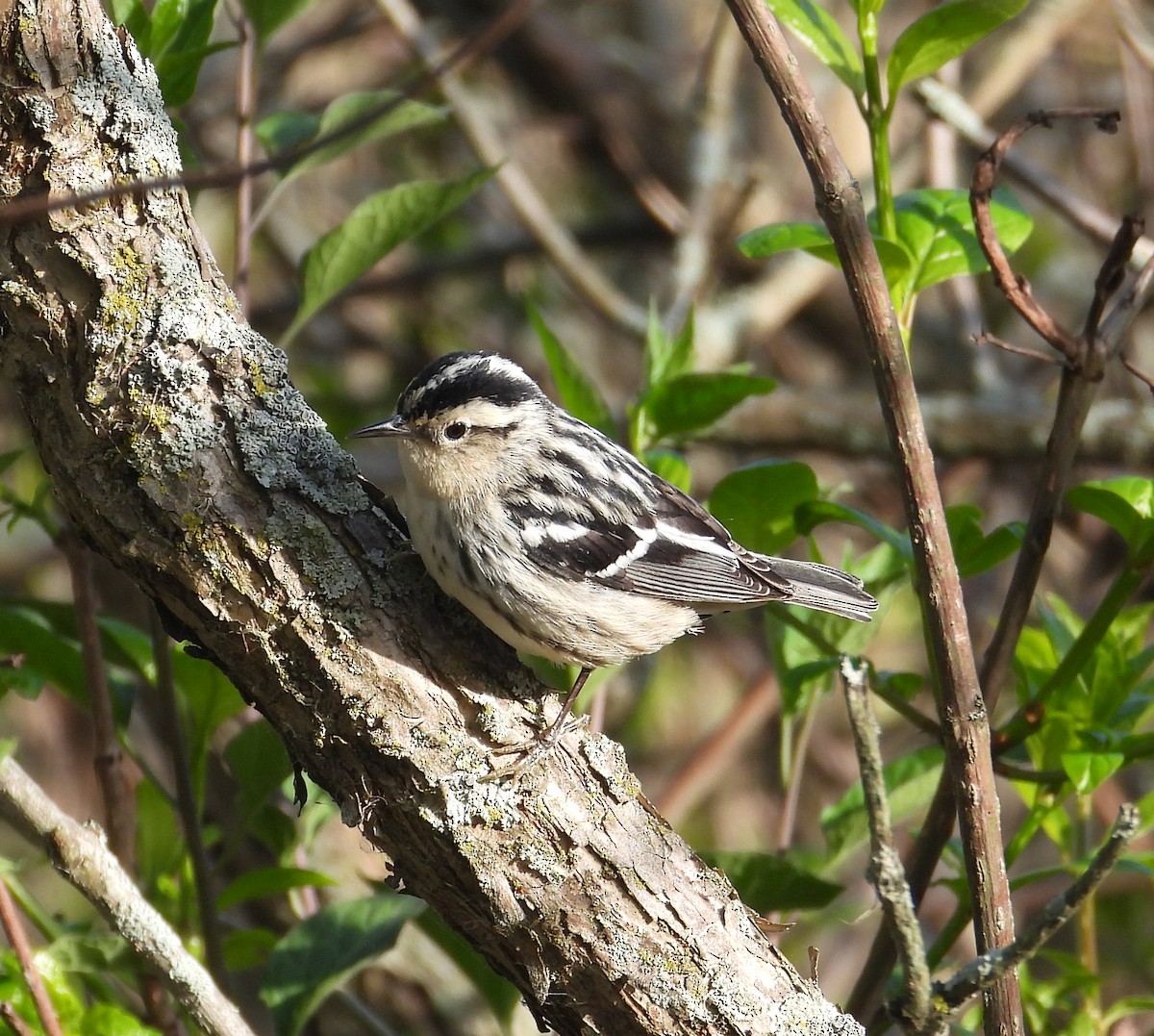 Black-and-white Warbler - ML619530425