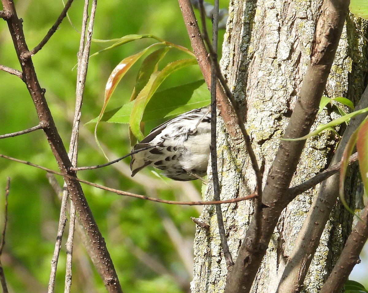 Black-and-white Warbler - ML619530433