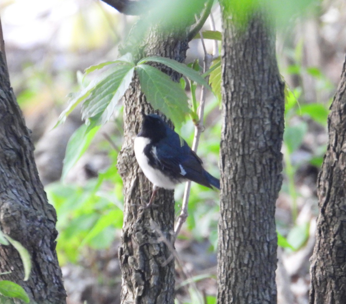 Black-throated Blue Warbler - ML619530439