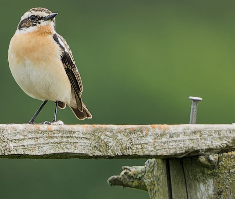 Whinchat - ML619530440