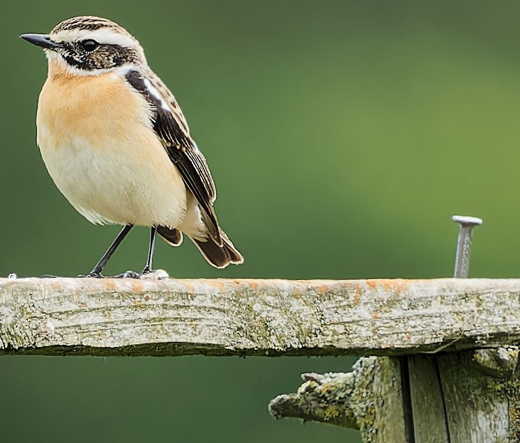 Whinchat - ML619530441