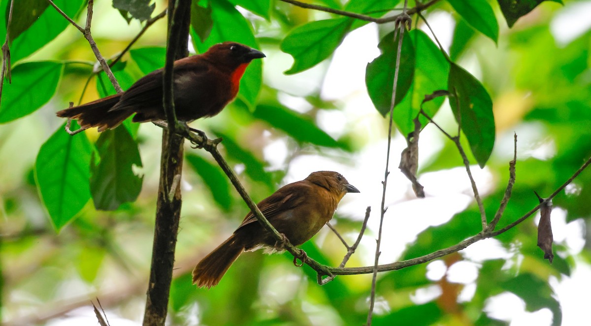 Red-throated Ant-Tanager - ML619530453
