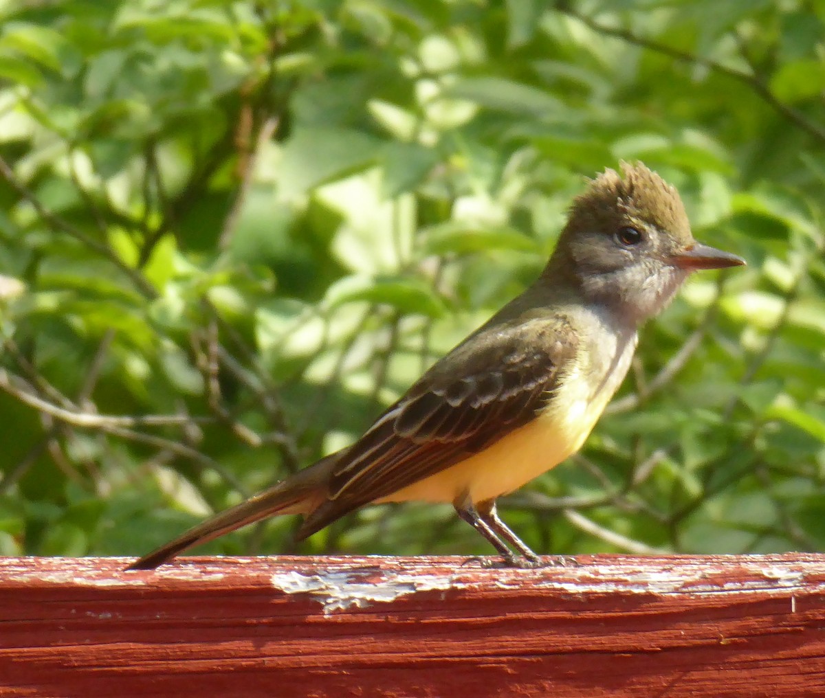 Great Crested Flycatcher - ML619530456
