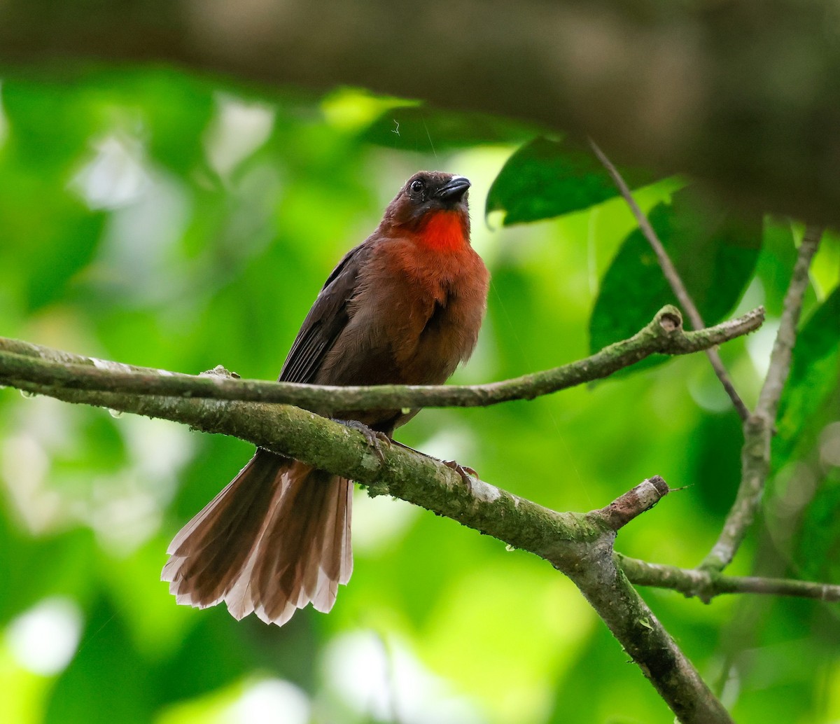 Red-throated Ant-Tanager - ML619530460
