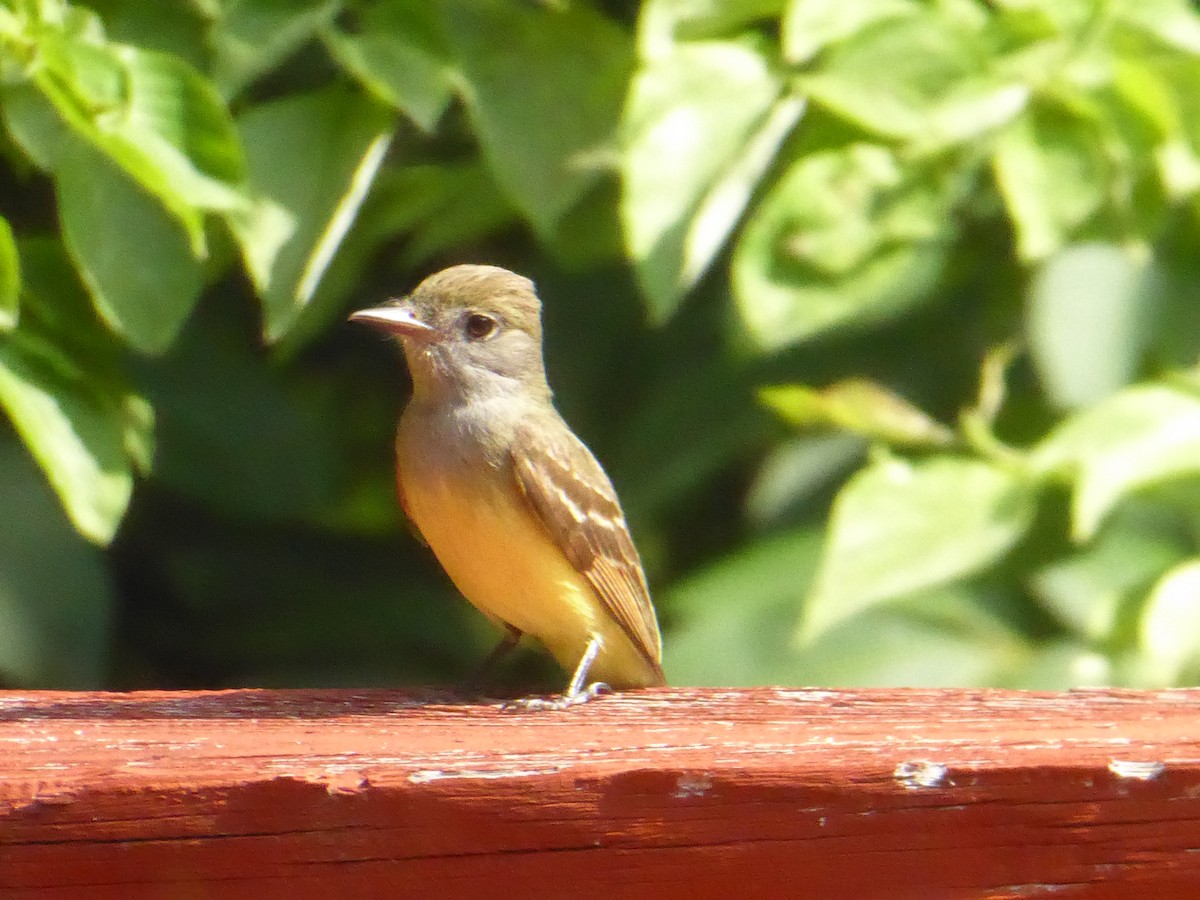 Great Crested Flycatcher - ML619530470