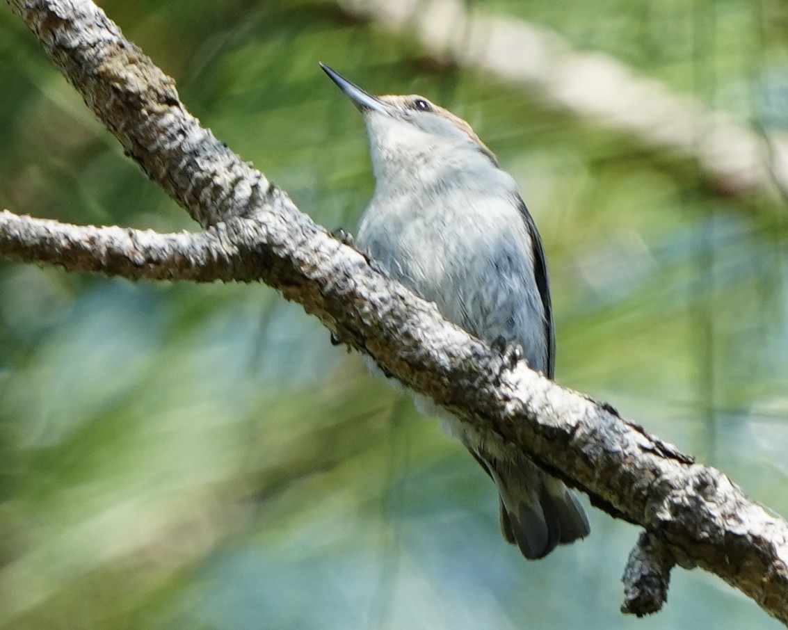 Brown-headed Nuthatch - ML619530479