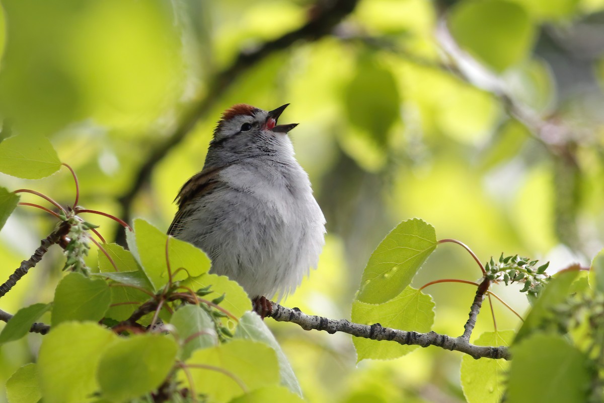 Chipping Sparrow - ML619530480