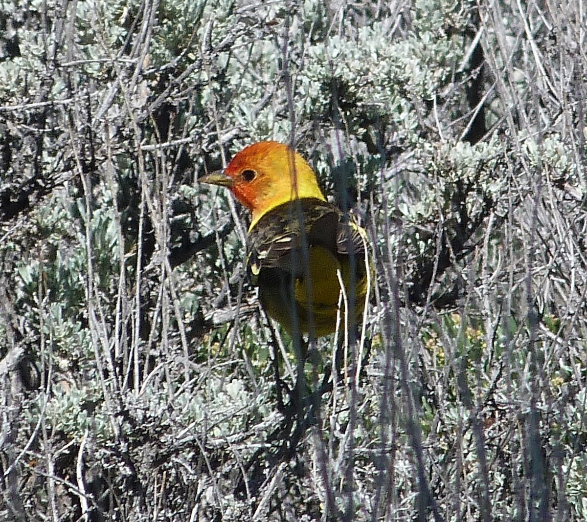 Western Tanager - ML619530494