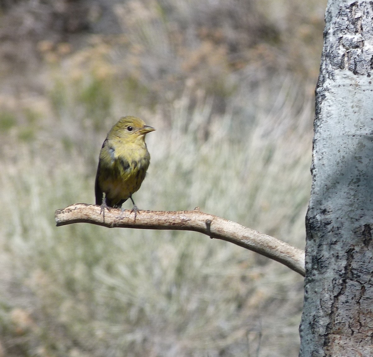 Western Tanager - ML619530500