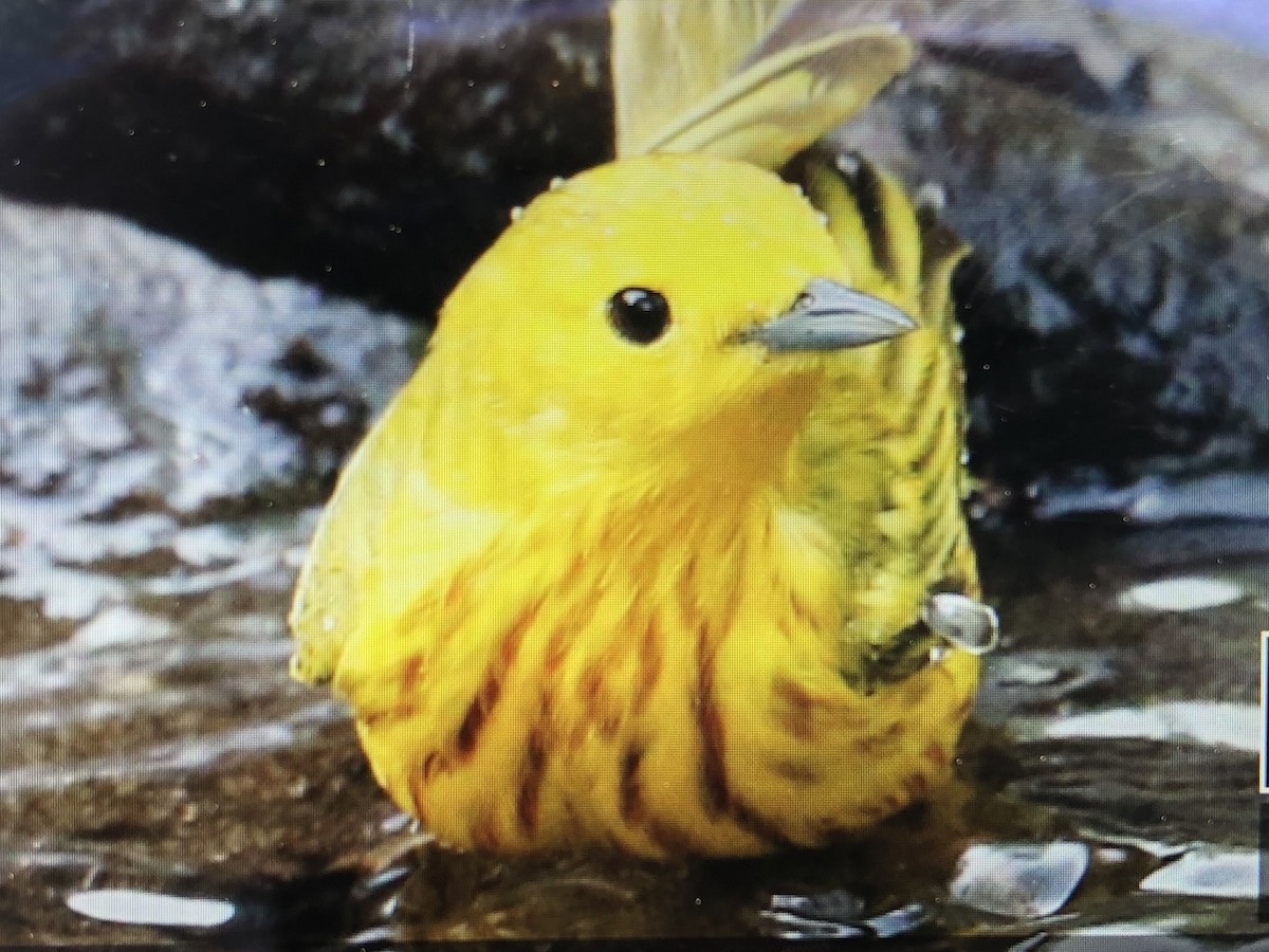Yellow Warbler (Northern) - ML619530505
