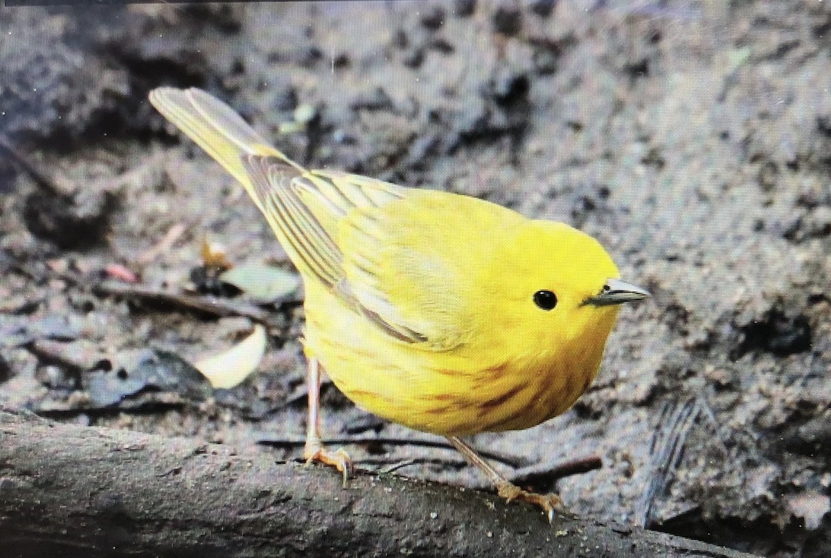 Yellow Warbler (Northern) - ML619530506