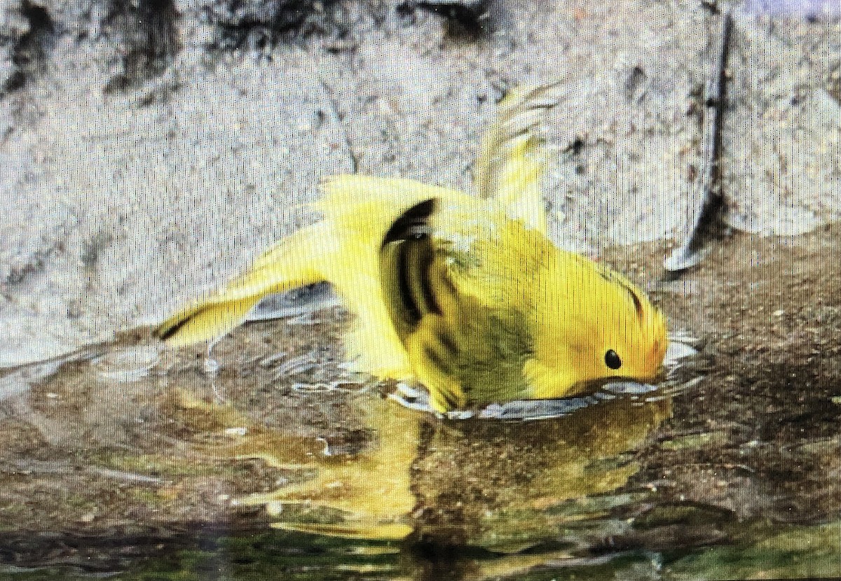 Yellow Warbler (Northern) - ML619530508