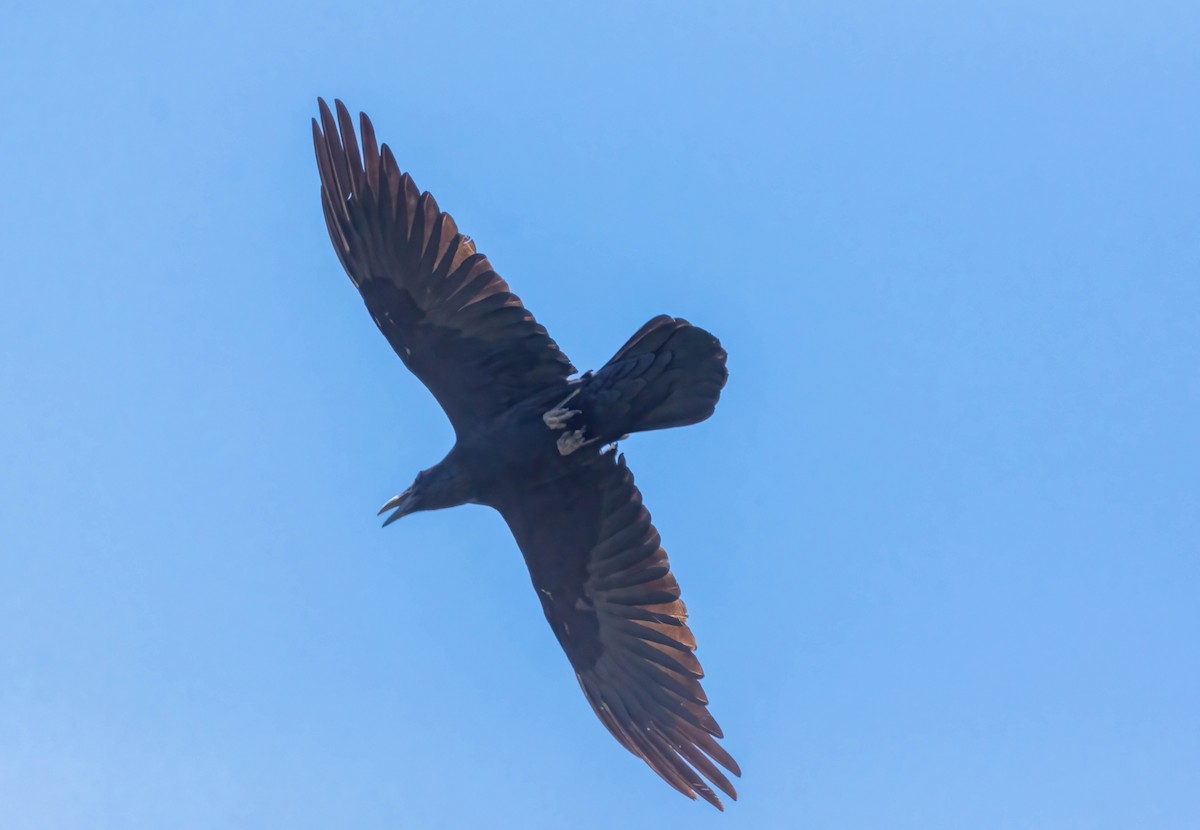 Common Raven - ML619530526