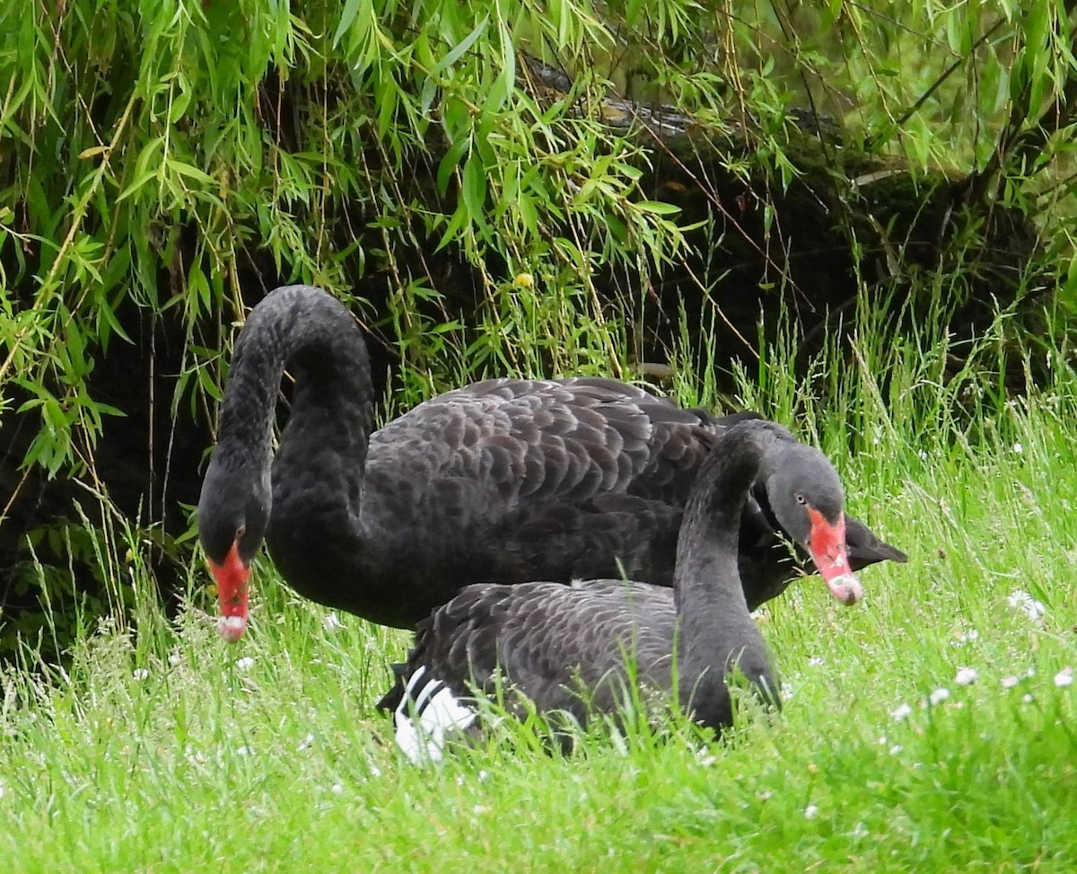 Black Swan - ML619530547