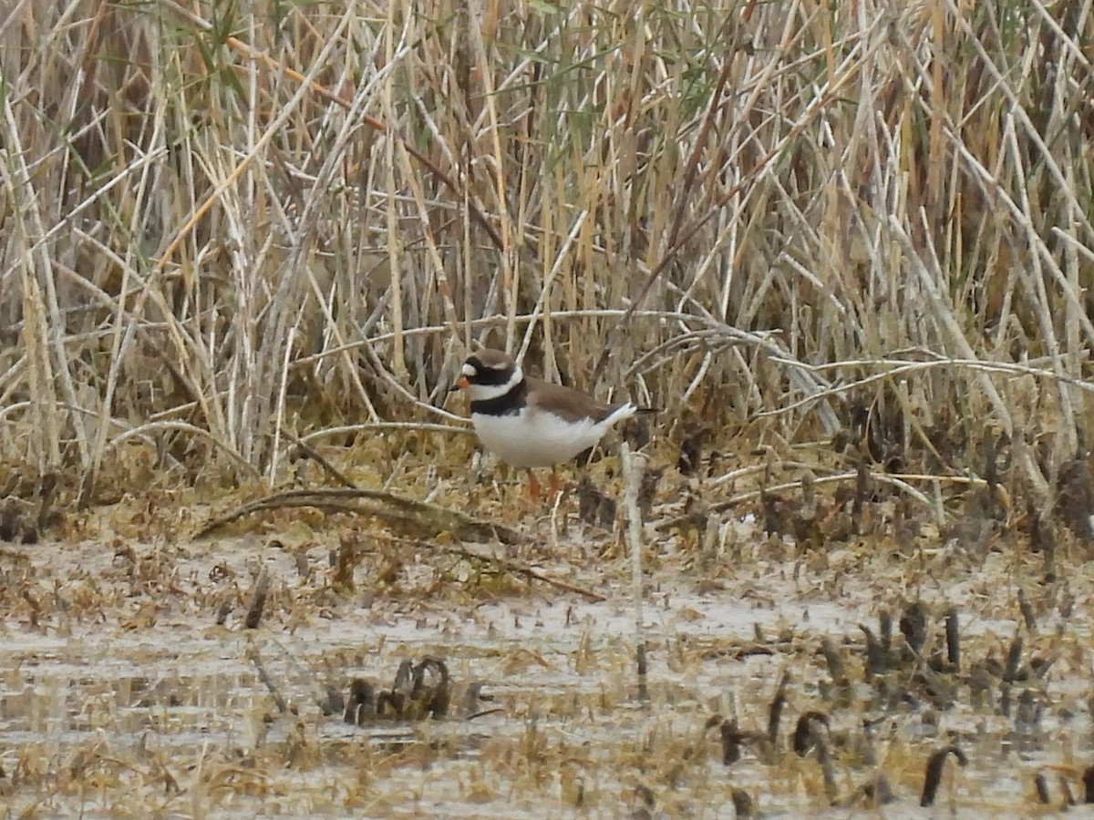 Common Ringed Plover - ML619530639