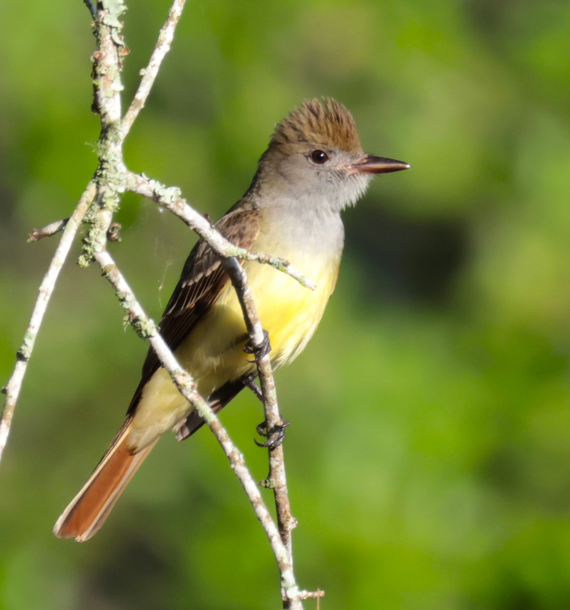Great Crested Flycatcher - ML619530668