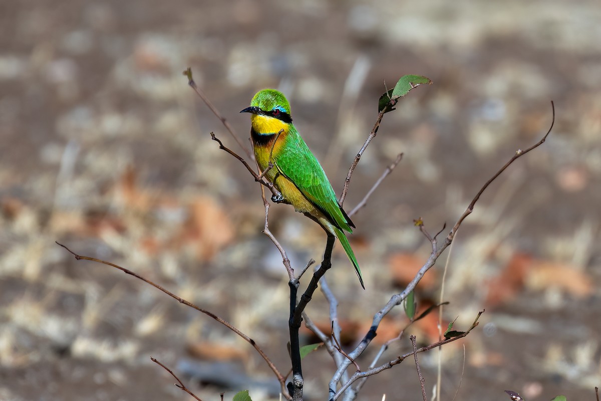 Little Bee-eater - ML619530678