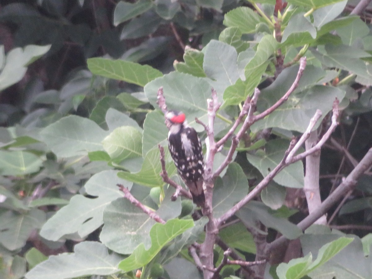 Downy Woodpecker - ML619530709