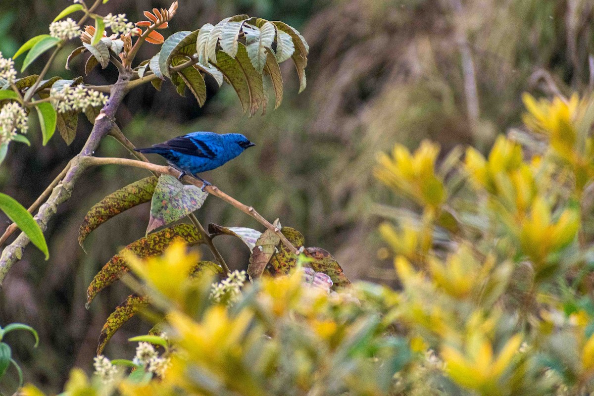 Blue-and-black Tanager - ML619530740