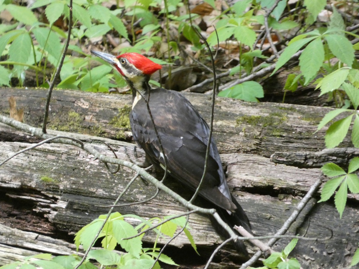 Pileated Woodpecker - ML619530744
